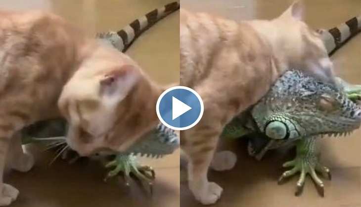 Viral Video: सीधी-साधी छिपकली के साथ बिल्ली ने कर दी ऐसी हरकत, वीडियो देख आप भी रह जाएंगे हैरान