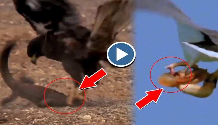 Viral Video: बाज की रडार पर चढ़ गई छिपकली, देखिए फिर कैसे फिल्मी स्टाइल में किया अटैक