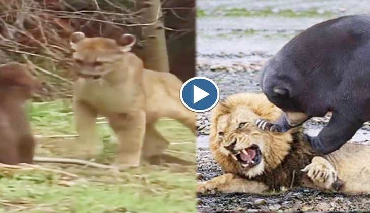 Viral Video: हे राम! भालू के बच्चे को देख शेर ने 100 की स्पीड में किया पीछा, देखिए फिर क्या हुआ