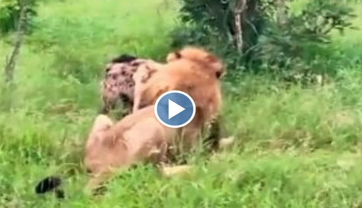 Lion Attack Hyena: ओ भाई साहब! लकड़बग्घे के ऊपर ‌ बब्बर शेर ने कर दिया हमला, वीडियो देख खड़े हो जाएंगे रोंगटे