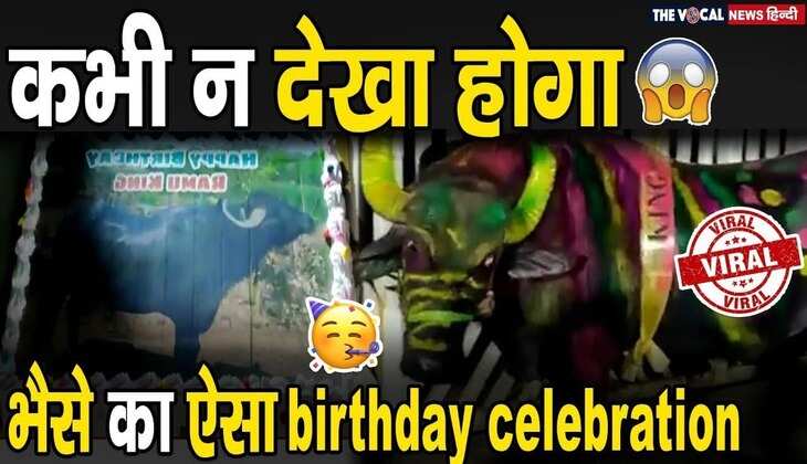 Bull Viral Video: भैंसे का Grand Birthday Celebration देख रह जाएंगे हैरान