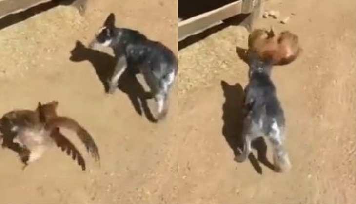 Viral Video: बहादुर मुर्गी के आगे कुत्ते की हवा हो गई टाइट, सोशल मीडिया पर छा रहा ये वीडियो