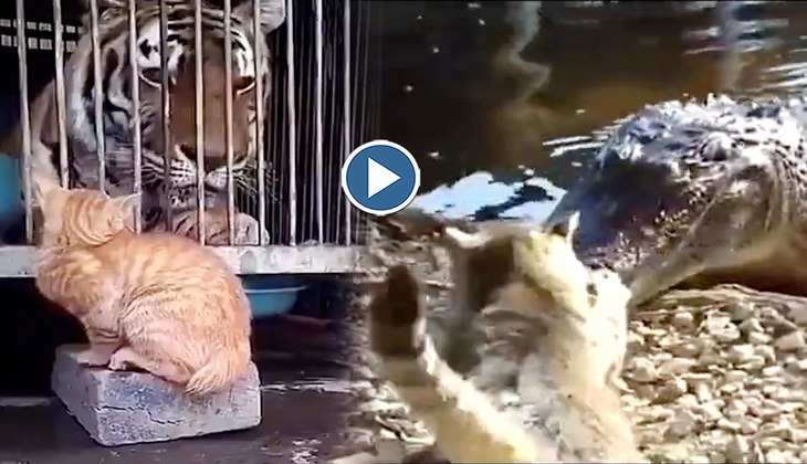 Cat Video: टाइगर और मगरमच्छ जैसे जानवरों को मुंहतोड़ जवाब देती है ये बिल्ली, वीडियो देखकर रह जाएंगे दंग