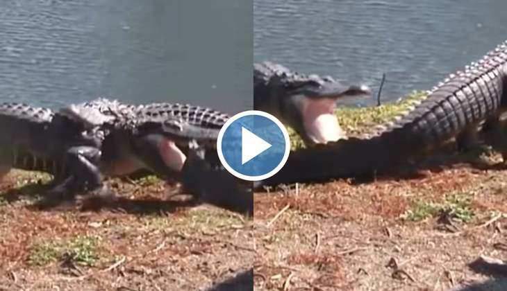 Crocodile Attack Video: अरे बाप रे! एक मगरमच्छ ने दूसरे पर कर दिया हमला, दोनों के बीच हुई घमासान लड़ाई
