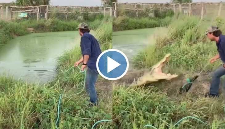 Crocodile Attack Video: ओ तेरी! मगरमच्छ को शख्स खिला रहा था खाना, अचानक पानी से बाहर आकर कर दिया हमला
