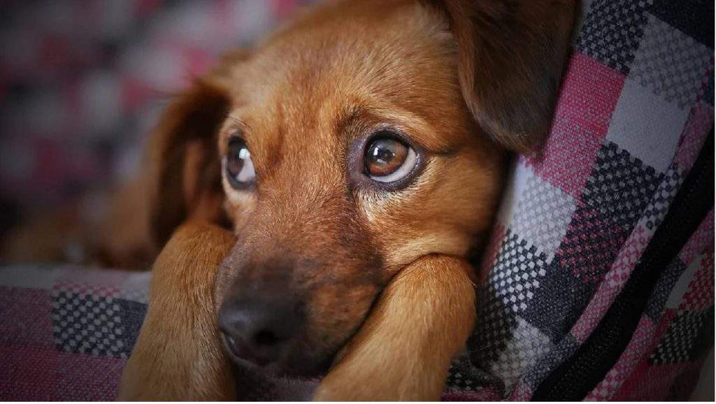 Hindu dharm facts: क्या वास्तव में कुत्ते का रोना होता है अपशकुन? जानिए सच्चाई...