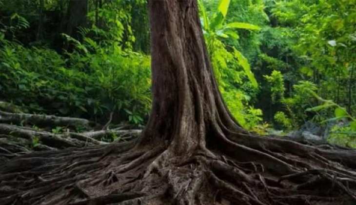 Optical Illusion Viral Photo: इन पेड़ों के बीच छुपा है एक जहरीला जानवर आपको दिखा क्या?