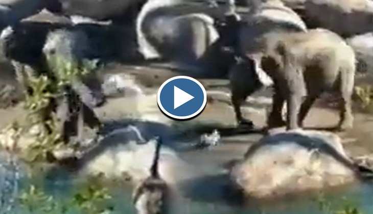 Viral Video: गजराज ने नन्हा पक्षी समझ खूब किया तंग फिर बत्तख ने हाथी की ऐसे निकाली हवा, देखिए वीडियो