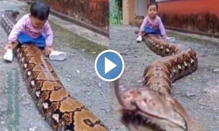 Snake Viral Video: छोटे से बच्चे ने दिखाई कमाल की बहादुरी, विशालकाय अजगर के साथ कर रहा हंसी ठिठोली