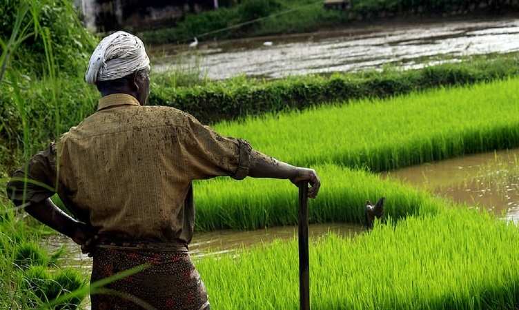 Budget 2022: सरकार द्वारा किसानों को मिलने वाली सब्सिडी में हो सकता है इजाफा, पढ़िए पूरी खबर