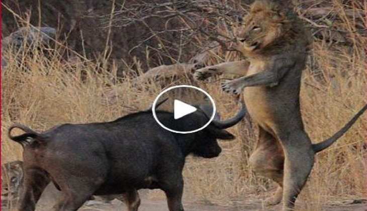 Viral Video: गजब! हिम्मती भैंस ने सात शेर और शेरनियों पर कर दिया हमला, देखिए वीडियो