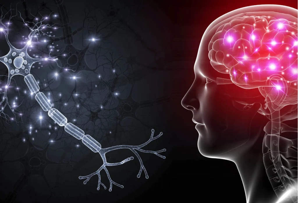 Human Brain: शोध के जरिये मानसिक विकारों का मिलेगा इलाज, चूहों पर किया गया प्रयोग, जानें क्या रहा रिजल्ट