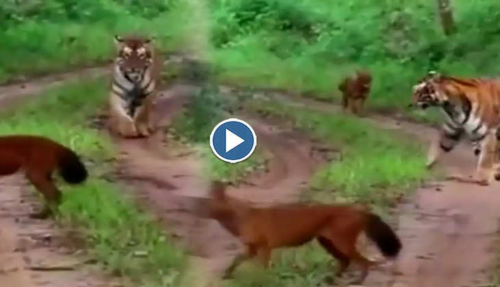 Viral Video: टाइगर का शिकार करने निकल पड़े जंगली कुत्ते, वीडियो देख लोग बोेले-'ये कैसा मजाक है'