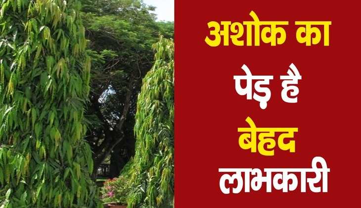 Vastu for ashoka tree: घर के बाहर मौजूद है अशोक का पेड़, तो जीवन में इन चीजों की फिक्र करना छोड़ दें…
