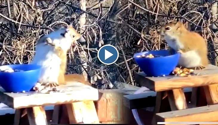 Viral Video: फल खाकर गिलहरी को हो गया भयंकर नशा, देखिए कैसे मस्ती में झूमने लगी