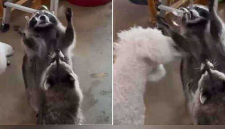 Viral Video: पानी के बुलबुलों के बीच रकून्स की मस्ती, वीडियो हुआ वायरल