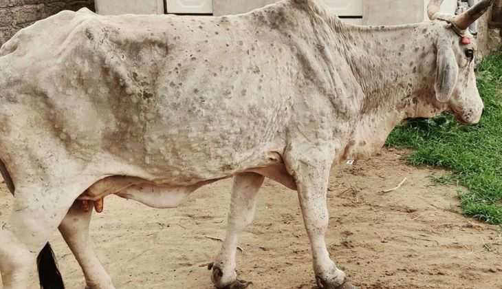 Lumpy Virus: खतरनाक लंपी वायरस से ग्रसित गायों का दूध पीने लायक है या नहीं, जानें इस सवाल का जबाव