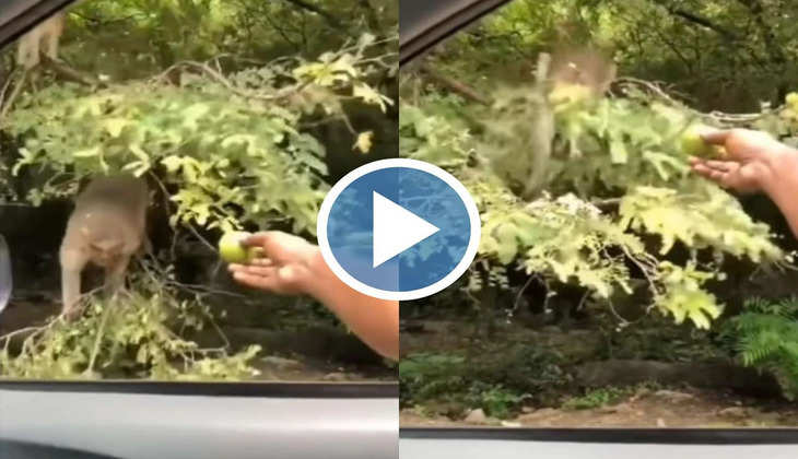 Viral Video: पेड़ से गिरा बंदर लेकिन फिर भी नहीं छोड़ा खाना, क्या आपने देखा है ऐसा होशियार बंदर?