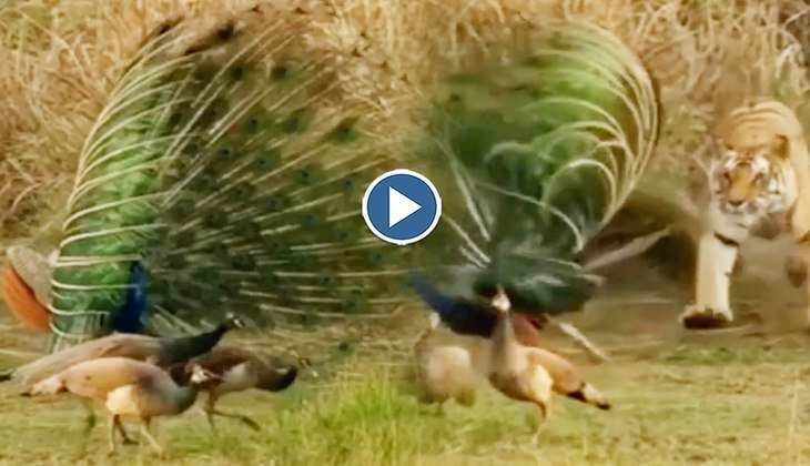 Viral Video: चीते ने दबे पांव चुपके से मोर पर किया हमला, देखिए फिर कैसे बची जान