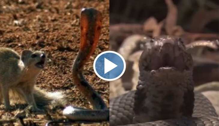 Snake Video: बाप रे बाप! सांप और नेवला के बीच हुई मुठभेड़, देखिए कोबरा कैसे फेंक रहा जहर
