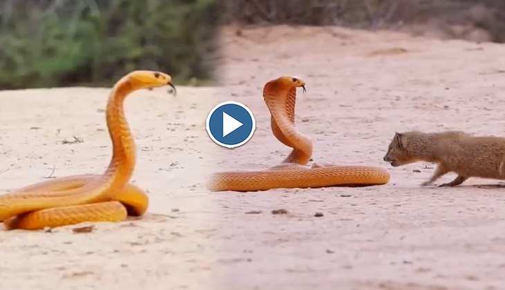 Snake Video: नेवला और गिलहरी ने मिलकर सांप की लगा दी तगड़ी फिल्डिंग, देखिए दोनों के बीच का महायुद्ध