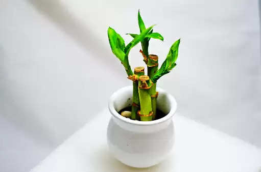 Lucky plant for wealth: घर की उत्तर दिशा में लगाएं ये पौधा, करियर में लग जाएंगे चार-चांद