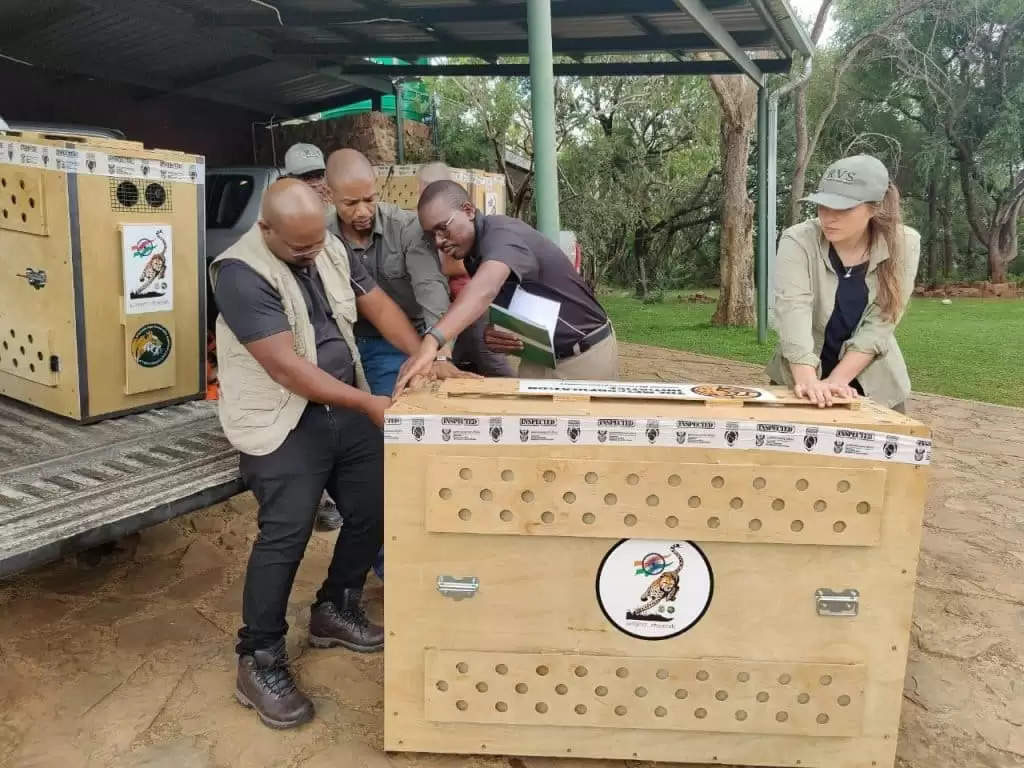 Cheetah Project: अफ्रीकी चीतों का नया घर बनेगा एमपी का कूनो नेशनल पार्क, 12 नए चीतों का होगा प्रवेश