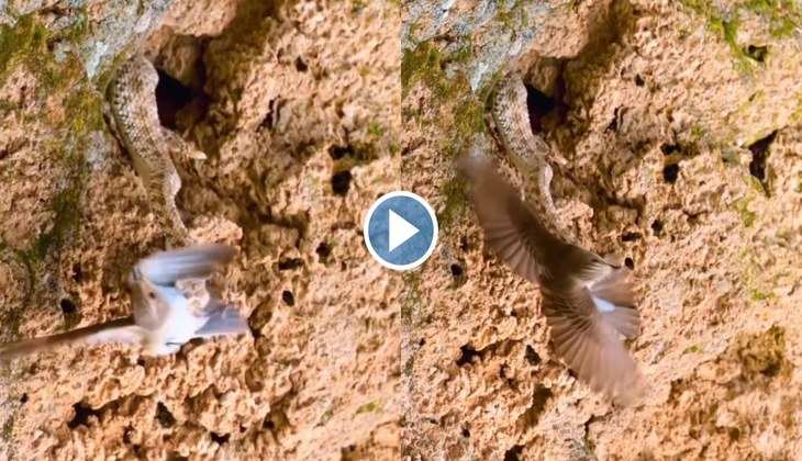 Snake Attack Video: चिड़िया को चकमा देकर सांप ने हवा में ही किया शिकार, वीडियो देख हक्के-बक्के रह जाएंगे आप
