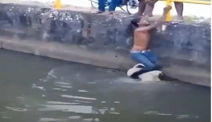 Viral Video: तालाब में गिर गया था कुत्ता, युवक ने जान पर खेलकर बचाई जान! वीडियो देख लोगों ने दी शाबाशी