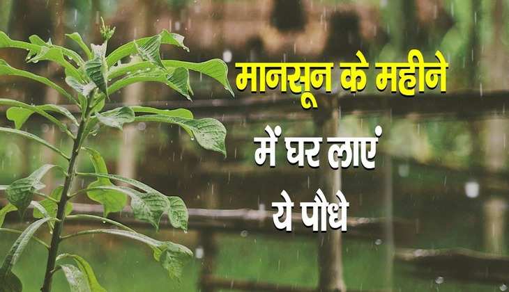 Monsoon vastu plants: बारिश के दिनों में घर पर लगाएं ये पौधे, दूर होंगी सारी परेशानियां