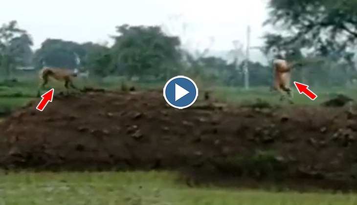 Viral Video: बंदर ने मिट्टी के ढेर पर किया गजब का योगासन, वीडियो देख लोग बोले-'बाबा रामदेव भी पीछे रह गए'