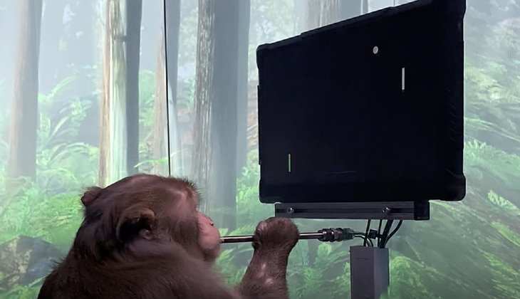 Chip In Monkey's Mind : एलन मस्क ने बंदर के दिमाग में लगाई चिप, बंदर खेलने लगा वीडियो गेम, वीडियो देखिए यहां...