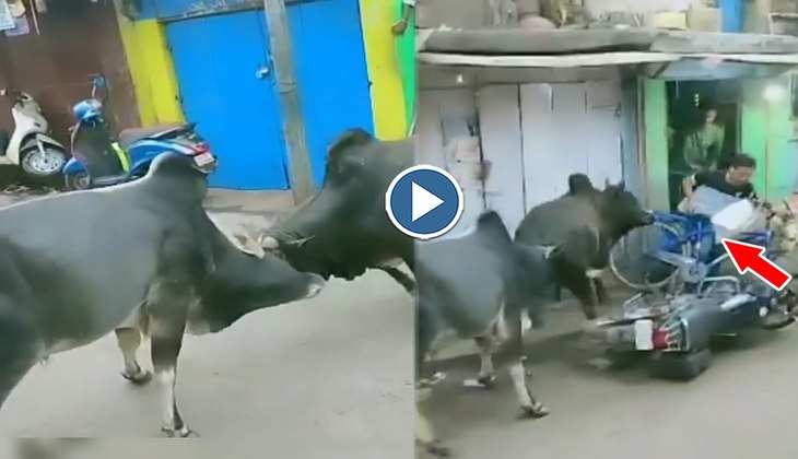Viral Video: बीच सड़क पर आपस में लड़ पड़े दो खूखार सांड, देखिए दोनों का भीषण युद्ध