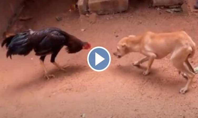 Dog Viral Video: मुर्गे ने कर दी कुत्ते की हवा टाइट, दिखाए ऐसे दांवपेच कि लोग बोले 'यह मुर्गा तो सब पर भारी'
