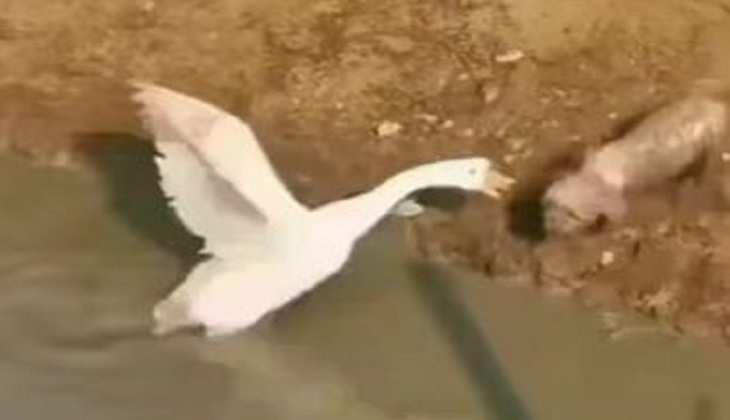 Dog Video: बत्तख पर भौंकना कुत्ते को पड़ा महंगा, वीडियो देख लोग बोेले-'जैसे को तैसा'