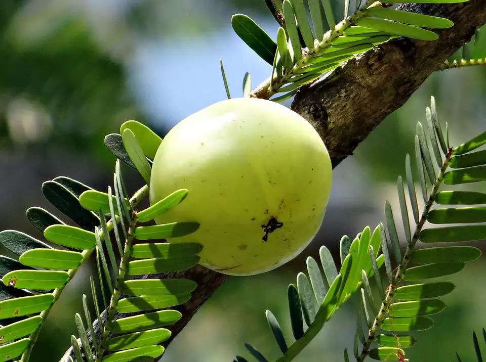 Beauty Tips: बुढ़ापे से रहना है दूर तो बस कर ले इसका इस्तेमाल, हमेशा जवां रहेगी आपकी त्वचा