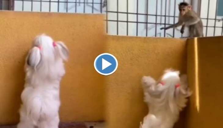 Dog Vs Monkey Video: सुंदर और फीमेल डॉगी के बीच हो गई झड़प, देखें फिर कौन किस पर पड़ा भारी