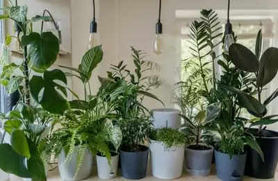 Lucky Plant For wealth: आपके जीवन में भी होगी पैसों की झमाझम बारिश, आज ही घर लाएं ये 5 पौधे…