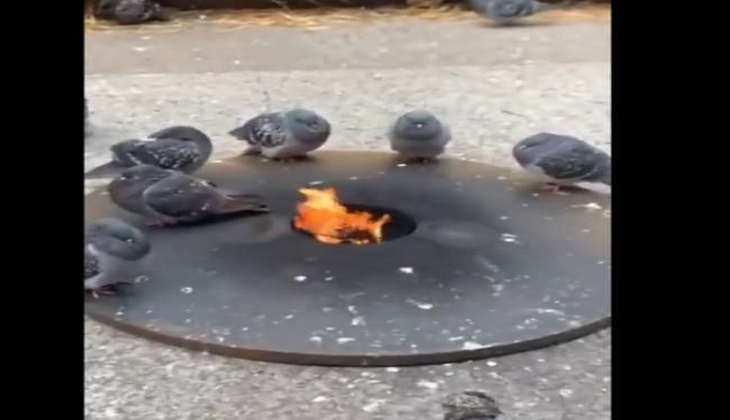 Viral video: ठंड में लोहड़ी मनाते दिखे कबूतर, देखिए यह मजेदार वीडियो