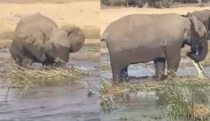 गुस्साए हाथी और मगरमच्छ की भयंकर लड़ाई खड़े कर देगी रोंगटे, देखें दिल दहला देने वाला Video