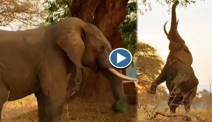 Viral Video: हाथी ने दो पैरों पर खड़े होकर जंगल में किए जबरदस्त स्टंट, देखिए सर्कस वाला वीडियो