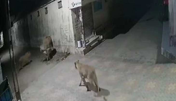 Viral Video: बहादुर बैल का शिकार करने में दो शेरनियां हुईं फेल, CCTV में कैद हुआ मामला