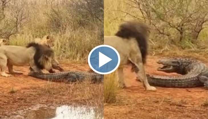 Viral Video: OMG! मगरमच्छ की पूंछ पकड़कर खींच ले गए शेर और शेरनी, देखिए 'पानी के राजा' को कैसे चटाई धूल