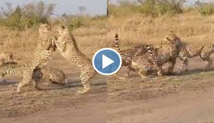 Viral Video: दईया रे! आपस में बुरी तरह से लड़ गए चार चीता, पहले नहीं देखी होगी कभी ऐसी जंग