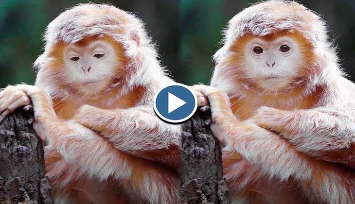 Viral Video: क्या आपने देखा है कभी ऐसा क्यूट सा लंगूरी बंदर? पब्लिक के दिलों में बस रहा ये वीडियो