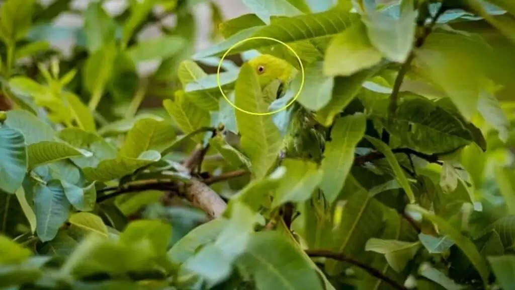 Optical Illusion: इस तस्वीर में छिपा है एक जानवर, 5 सेकेंड में ढूंढ़ने वाला होगा जीनियस