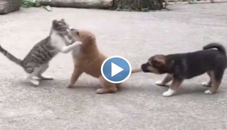 Viral Video: कुत्ते-बिल्ली में हाथापाई होते देख दोस्त ने इस तरह किया बीच-बचाव, देखिए वीडियो