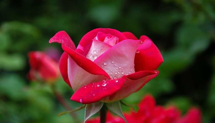गर्मीयों में ऐसे करें गुलाब की देखभाल, बस इस ट्रिक्स से पाएं ढेरों फूल