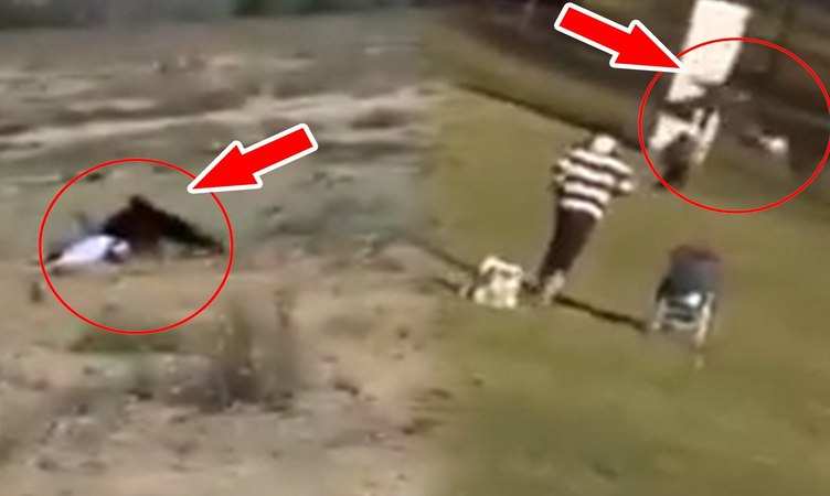 Viral Video: बाज ने छोटी सी बच्ची पर बोल दिया घातक हमला, देखिए रौंगटे खड़े कर देने वाला वीडियो