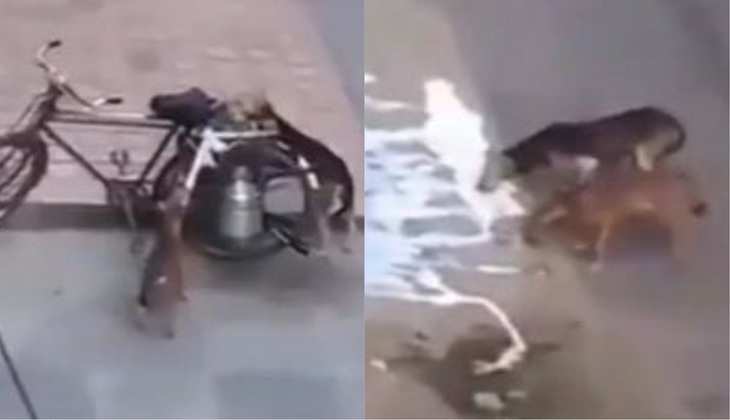 Viral Video: कुत्तों ने भूख मिटाने के लिए निकाली ऐसी जबरदस्त जुगाड़, यूजर बोला-'इनका टीम वर्क वाकई शानदार'